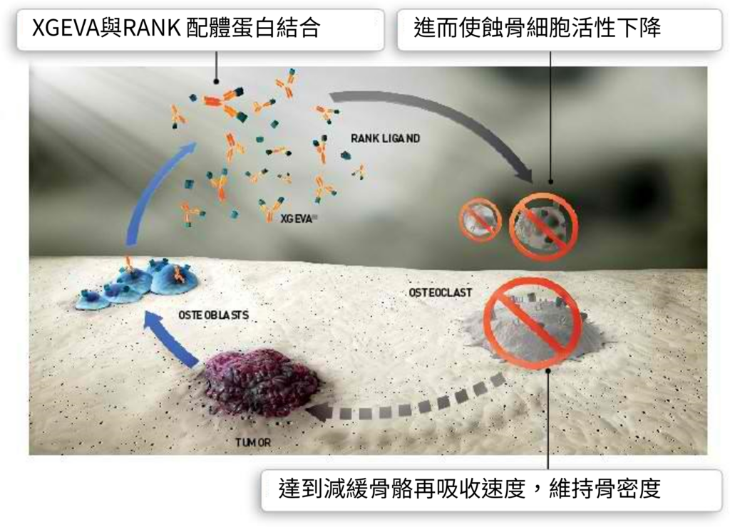 什麼是癌骨瓦?我有需要打補骨針嗎? 2 圖片3 2